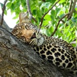 Leopard asleep in a tree | Botswana