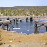 Elephants at a watering hole in Etosha National Park | Namibia 