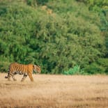 Lone tiger in Ranthambore National Park