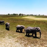 Elephants in the Okavango Delta | Botswana | Africa