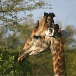 Giraffe | African Safaris | Africa