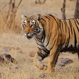 Tiger in Ranthambore National Park | India