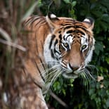 Tiger spotting in Chitwan National Park | Nepal