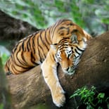 Spot tiger in India on our India wildlife tours