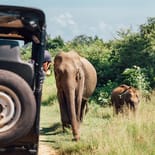 Elephants in Udawalawe National Park | Sri Lanka