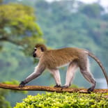 A Vervet monkey in Jinja | Uganda