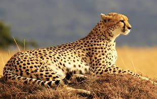 A cheetah in Kenya's Masai Mara