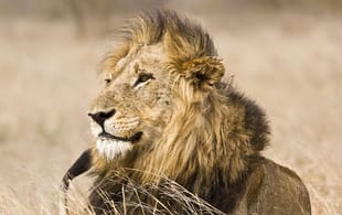 A lion in Kruger National Park