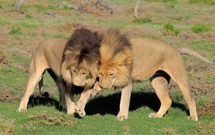 Addo Lions- Africa Overland Safaris - Africa Lodge Safaris - Africa Tours - On The Go Tours
