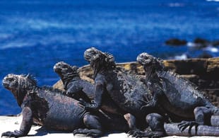 Amazing-Amazon-Itinerary-4-Ecuador-&-Galapagos-South-America