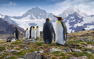 Antarctica, South Georgia & Falkland Islands main - penguins on south georgia