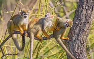 Buenos Aires to the Amazon - Squirrel Monkeys in the Amazon - South America Tours - On The Go Tours
