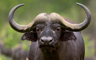 Buffalo - dreamstine - On The Go Tours