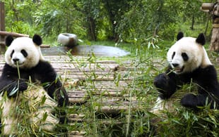 Chengdu Panda Main