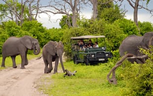 Chobe, Okavango and Etosha - elephants in chobe