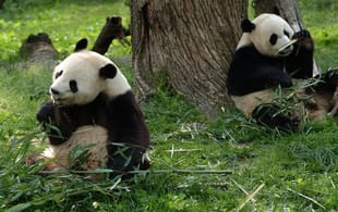 Classic-China-And-Chengdu-Main-Private-Tours-China