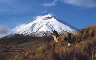 Cotopaxi in Ecuador - South America - On The Go Tours