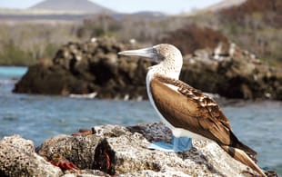 Enter-The-Iguana-Itinerary-2-Ecuador-&-Galapagos-South-America