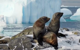 Fur seals on Adelaide Island - Antarctica Expedition Cruises - On The Go Tours