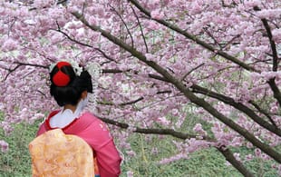 Geisha underneath cherry blossom - Japan - On The Go Tours