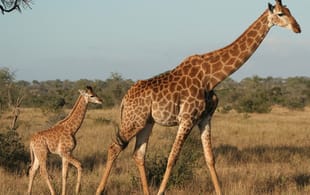 Giraffe and baby- Africa Overland Safaris - Africa Lodge Safaris - Africa Tours - On The Go Tours