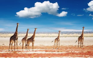 Giraffe in Etosha National Park Namibia - Africa 2019 brochure cover - On The Go Tours