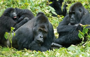 Gorilla-Trek-And-Tanzania-Itinerary-Main-Overland-Journeys-Africa