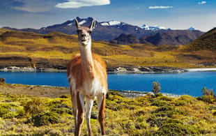 Guanacoes in Torress National Park