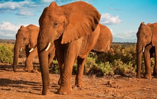 Herd of elephants - Africa Overland Safaris - Africa Lodge Safaris - Africa Tours - On The Go Tours