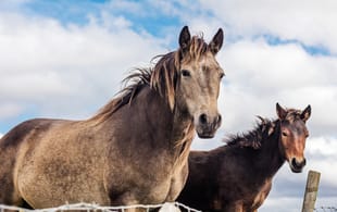 Horses in Connemara National Park - Ireland