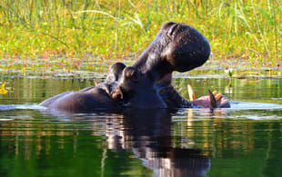 Hungry Hippo Okavango