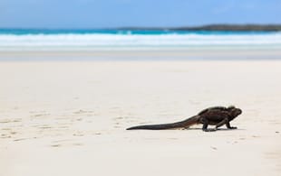 Iguana on beach flipped - Galapagos Cruises - South America Tours - On The Go Tours