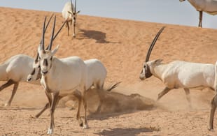 Jordan Wildlife & Nature main image - Arabian Oryx