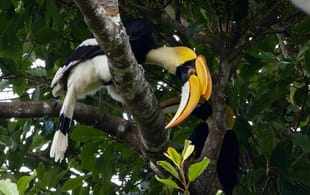 Khao yai national park - thailand