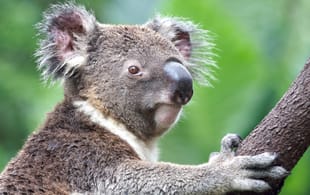 Koala - Australia