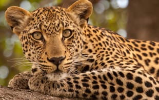 Leopard - Africa Overland Safaris - Africa Lodge Safaris - Africa Tours - On The Go Tours