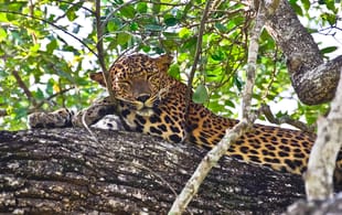 Leopard in Yala