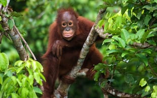 Orangutan baby in Borneo
