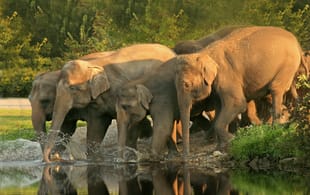Pinnawela-Elephant-Orphanage-Sri-Lanka