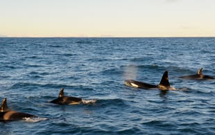 Pod of Killer Whales (Orcas) - Iceland