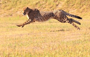 Running Cheetah - Africa Overland Safaris - Africa Lodge Safaris - Africa Tours - On The Go Tours