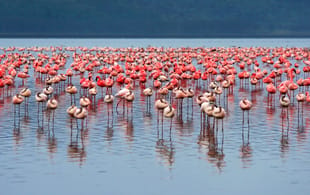 Safari-Safari-Eclipse1-Itinerary-Main-Classic-Safaris-Africa
