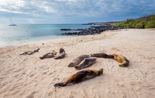 San Cristobal - sea lions on beach - Galapagos best places to visit - On The Go Tours