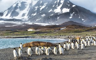 South Georgia Island - Antarctica - On The Go Tours