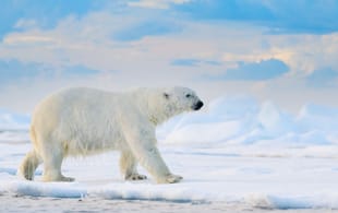 Svalbard Explorer main image - Polar bear on the pack ice - Svalbard - Norway