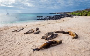 The Galapagos Islands in Ecuador - South America - On The Go Tours 