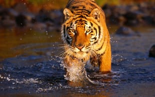 Tiger-Trail-Itinerary-1-Regional-Tours-India