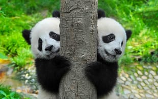 Twin giant pandas - China Tours - On The Go Tours