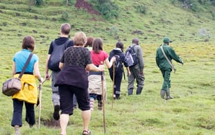 Uganda gorilla trekking