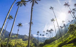 Valle de Cocora - Colombia - On The Go Tours copy